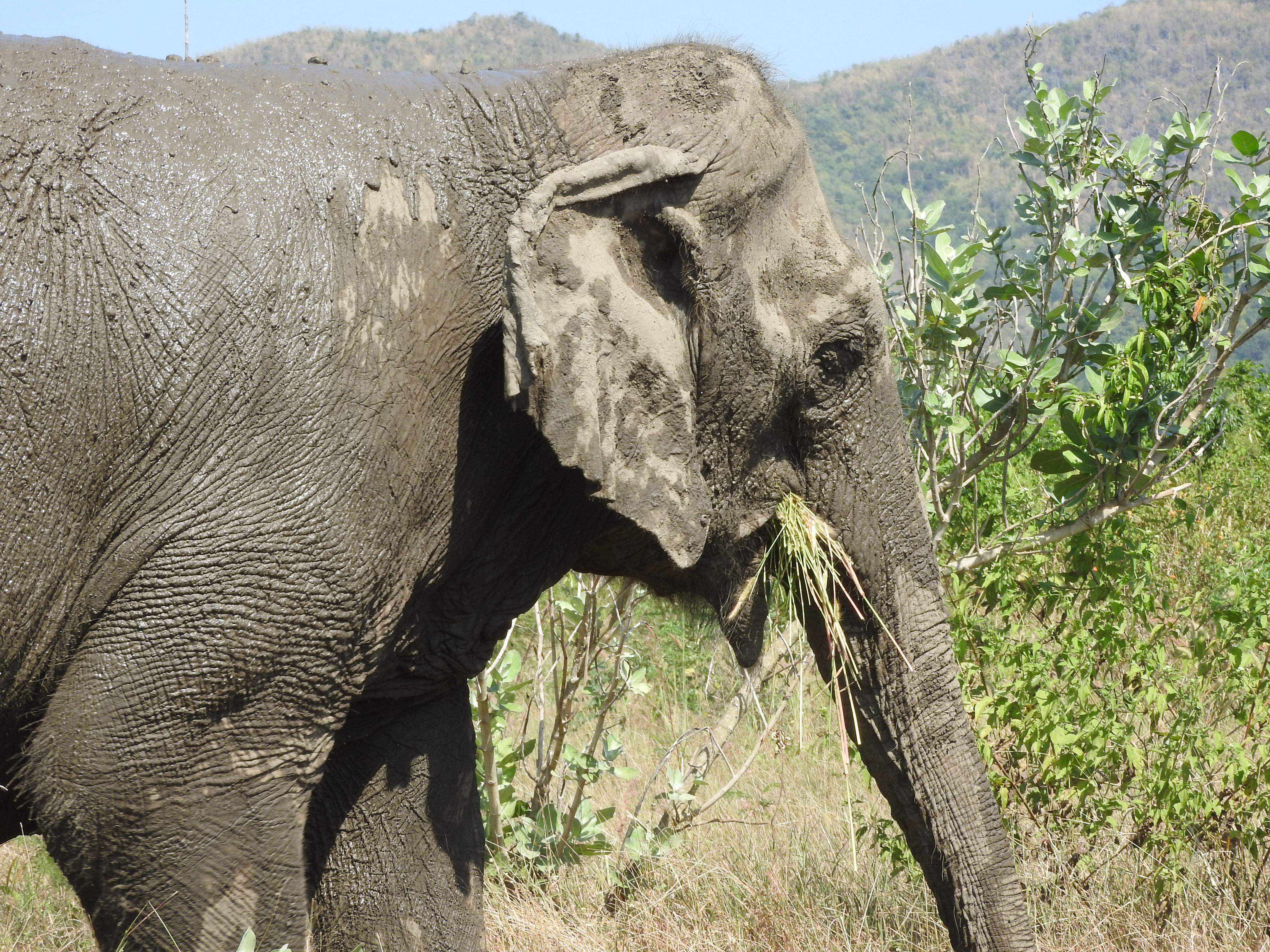 Thaïlande<br/>
<small>Vivre avec les éléphants</small>