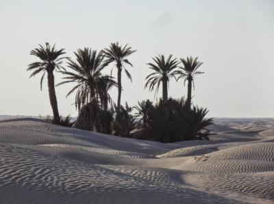 Désert Tunisien
